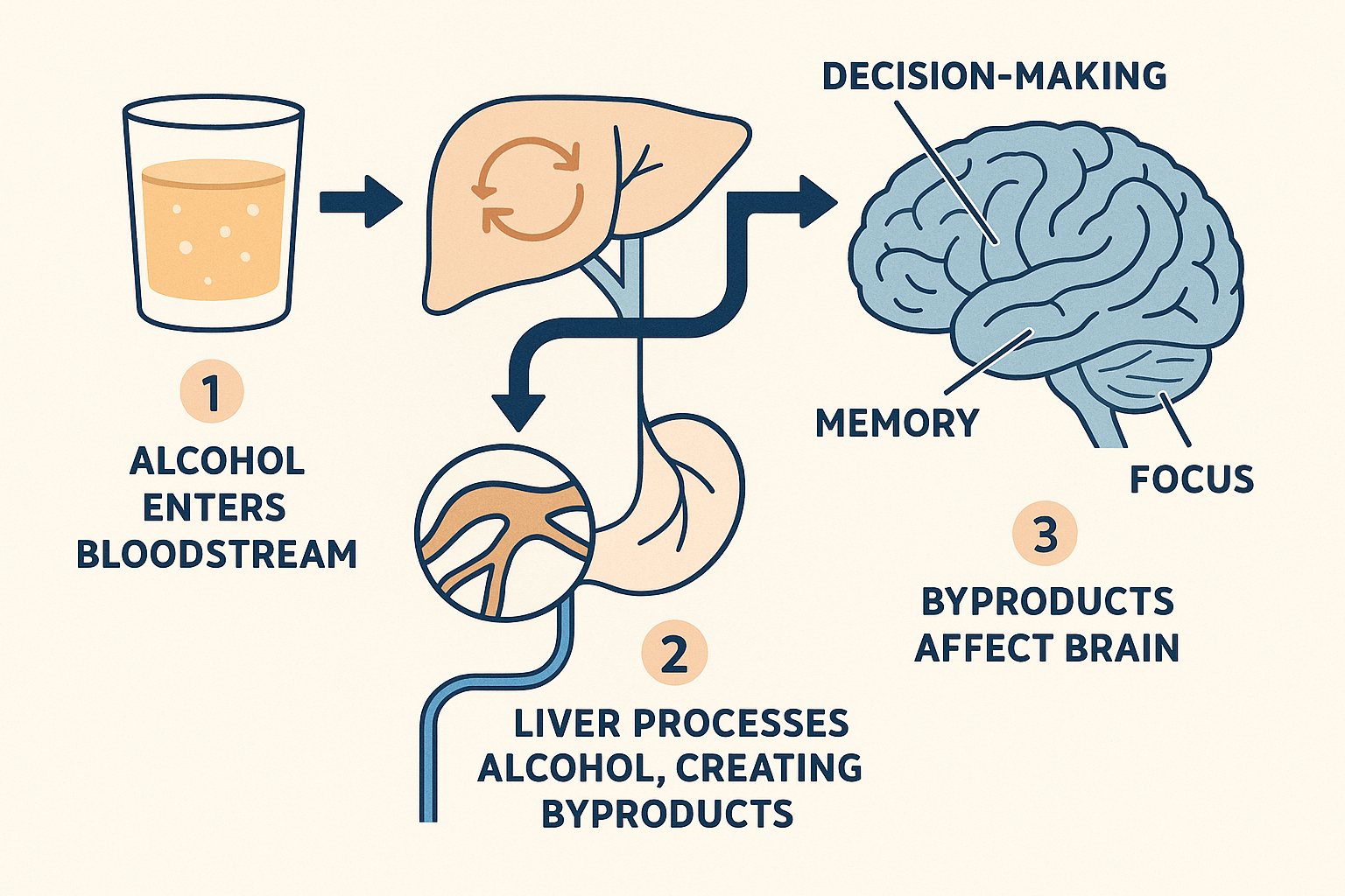 Simple illustration showing how alcohol affects brain function